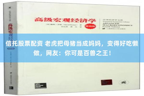 信托股票配资 老虎把母猪当成妈妈，变得好吃懒做，网友：你可是百兽之王！